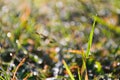 Bokeh Water Drops In Rainy Season Blurred Yellow Green Lawn Background Royalty Free Stock Photo