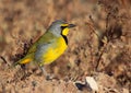 Bokmakierie Bushshrike Royalty Free Stock Photo