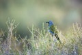 Bokmakierie Bushshrike in Kgalagadi transfrontier park, South Africa