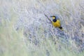 Bokmakierie Bushshrike in Kgalagadi transfrontier park, South Africa