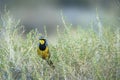 Bokmakierie Bushshrike in Kgalagadi transfrontier park, South Africa