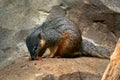 Bokyboky, Mungotictis decemlineata, wild animal, Narrow-striped Mongoose dry leaves of a dense deciduous Kirindy Forest, Royalty Free Stock Photo