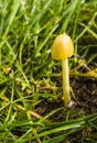 Bolbitius titubans - Mushroom species of the family Bolbitiaceae.