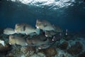 Bolbometopon Muricatum Bumphead Parrotfish