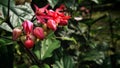 The Bold and Beautiful Flaming Glorybower Flower in Close-up