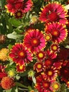 Bold and beautiful multicolored red and yellow Indian or Goblin Blanket Flowers in bloom