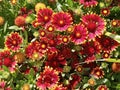 Bold and beautiful multicolored red and yellow Indian or Goblin Blanket Flowers in bloom