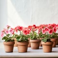Bold And Beautiful: Pink Geraniums In White Ceramic Pots