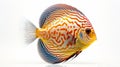 Bold And Beautiful: Striped Discus Fish In Stunning 8k Resolution Royalty Free Stock Photo