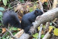 Bold Black Squirel near Mud Lake Ottawa