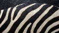 Bold black and white zebra stripes with dramatic texture for a striking animal pattern design Royalty Free Stock Photo