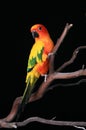 Bold Bright Sun Conure