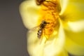 A bold bumble bee on a fresh, yellow sunflower harvesting the nectar from the flower. Horizontal format Royalty Free Stock Photo