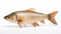 Bold Chromaticity: A Creative Commons Attribution Carp Against A White Background