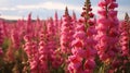 Bold Chromaticity: A Field Of Pink Flowers In High Angol View Royalty Free Stock Photo