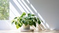 Bold Chromaticity: Houseplants In A Sunlit Minimalist Setting