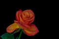 Bold color macro of a young rose,single isolated orange red yellow bloom,green leaves,stem,black background,detailed texture Royalty Free Stock Photo