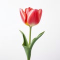 Bold Color Usage: A Single Red Tulip In Classic Japanese Simplicity Royalty Free Stock Photo