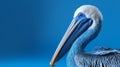 Bold And Colorful Pelican Portrait On Blue Background