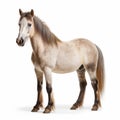 Bold Colorism: Pony Of The Americas Horse With Long Hair On White Background