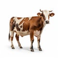 Bold Colorism: Stunning Uhd Image Of A Brownwhite Cow