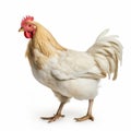 Bold Colorism: A White Chicken In Light Red And Light Gold