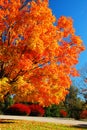 Bold Colors of Autumn