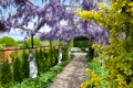 Blooming lilac wisteria on iron arches, fresh green plants, orange wall and yellow euonymus shrub in beautiful garden. Royalty Free Stock Photo