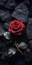 Bold Contrast: A Red Rose And Black Stone Royalty Free Stock Photo