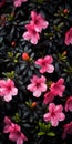 Bold And Contrasting Pink Flowers On Black Background