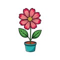 Bold Cosmo Flower Houseplant Illustration Royalty Free Stock Photo