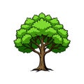 Bold Crimean Linden Tree Illustration on White Background Royalty Free Stock Photo