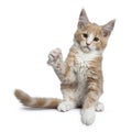 Bold cute creme with white Maine Coon cat kitten, Isolated on white backround Royalty Free Stock Photo