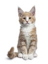 Bold cute creme with white Maine Coon cat kitten, Isolated on white backround Royalty Free Stock Photo