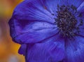 Bold dark blue violet anemone blossom
