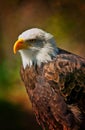 Bold Eagle with dark background