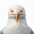 Bold And Expressive Portraits Of A Majestic White Bird