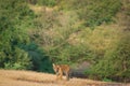 Bold, fearless and playful tiger cub walking head on in absence of mother in green background at ranthambore national park, india