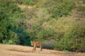 Bold, fearless and playful tiger cub walking head on in absence of mother in green background at ranthambore national park, india Royalty Free Stock Photo