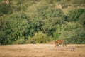 Bold, fearless and playful tiger cub walking head on in absence of mother in green background at ranthambore national park, india