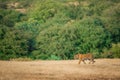 Bold, fearless and playful tiger cub walking head on in absence of mother in green background at ranthambore national park, india Royalty Free Stock Photo