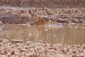 Bold and Ferocious Tiger at Tadoba National Park