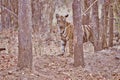 Bold and Ferocious Tiger at Tadoba National Park