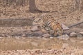 Bold and Ferocious Tiger at Tadoba National Park