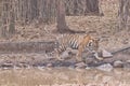 Bold and Ferocious Tiger at Tadoba National Park