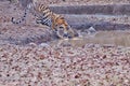 Bold and Ferocious Tiger at Tadoba National Park