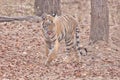 Bold and Ferocious Tiger at Tadoba National Park