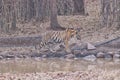 Bold and Ferocious Tiger at Tadoba National Park