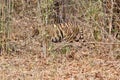 Bold and Ferocious Tiger at Tadoba National Park