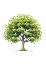 Bold Graphic Illustration Of Isolated Green Leaf Tree On White Background Royalty Free Stock Photo